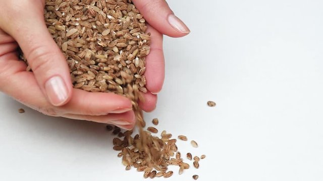 Female hands close-up holding a handful of red Uzbek rice. Rice slowly pours on a white background.