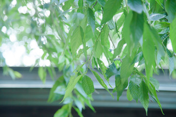 Obraz premium tree and leaf outdoor landscape.