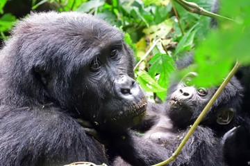 Mountain gorilla, Bwindi National Park, Uganda