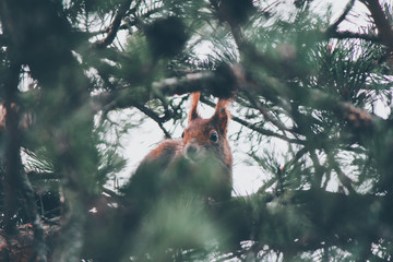 Squirrel hiding in the tree