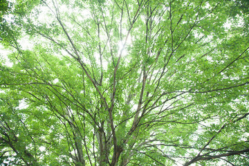 tree and leaf outdoor landscape.