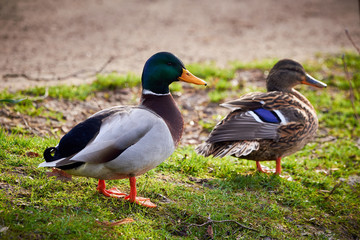 Mallard Male and Female ( Anas platyrhynchos )