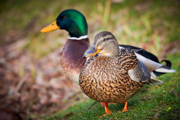 Mallard Male and Female ( Anas platyrhynchos )