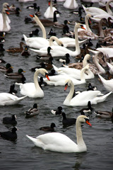 Obraz premium Sjöfåglar, svanar, gäss och änder i strömmen vid strömmgatan i Stockholm.