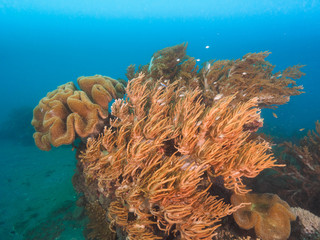 Corals in Dili, Timor Leste (East Timor)