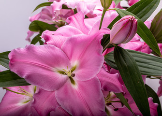 Close-up of pink liles flowers.  Common names for species in this genus include fairy lily rainflower zephyr lily magic lily Atamasco lily and rain lily.