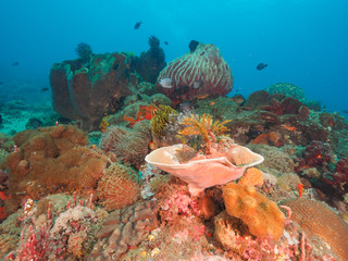 Corals in Dili, Timor Leste (East Timor)