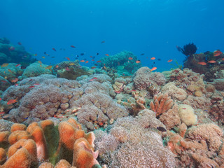 Naklejka na ściany i meble Corals in Dili, Timor Leste (East Timor)
