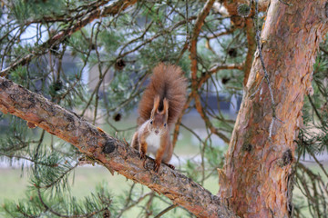 Squirrel on a branch