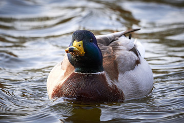 Mallard Male Closeup ( Anas platyrhynchos )