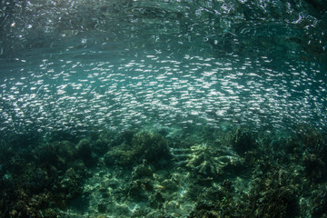 Fototapeta na wymiar Bright silversides swim above a coral reef in Raja Ampat, Indonesia. This region is thought to be the center of marine biodiversity and is a popular area for diving and snorkeling.