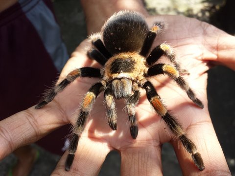 Midsection Of Man With Spider