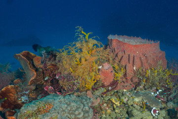Corals in Dili, Timor Leste (East Timor)