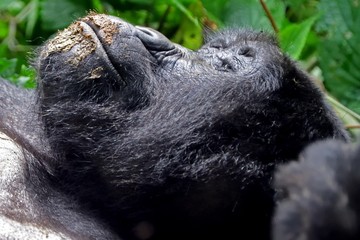 Mountain gorilla, Bwindi National Park, Uganda