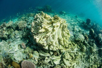 Naklejka na ściany i meble An overturned massive coral is slowly dying. Coral reefs are naturally in constant flux though pollution, overfishing, and climate change are major stresses.