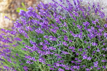  the blooming lavender flowers in Provence, near Sault, France