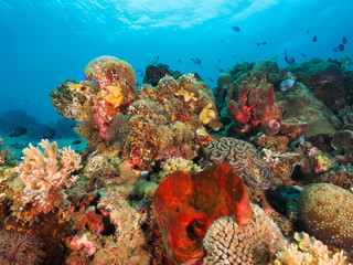 Naklejka na ściany i meble Corals in Dili, Timor Leste (East Timor)