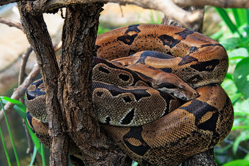  royal python (Phyton regius)