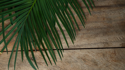 leaves Cycad tree on wooden background
