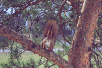 Squirrel on a branch