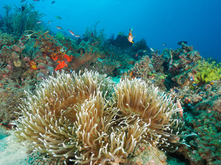 Fototapeta na wymiar Anemone and corals in Dili, Timor Leste (East Timor)
