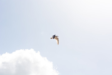 Seagull in the Sky II