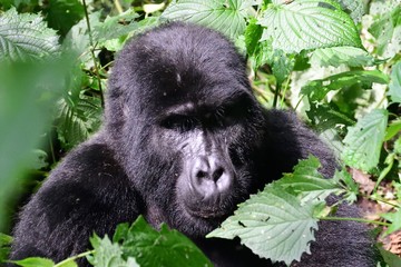 Mountain gorilla, Bwindi National Park, Uganda