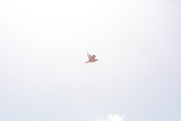 Seagull in the Sky III