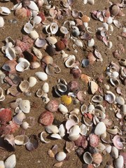 shells on the beach
