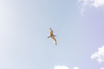 Obraz premium Seagull in the Sky IV