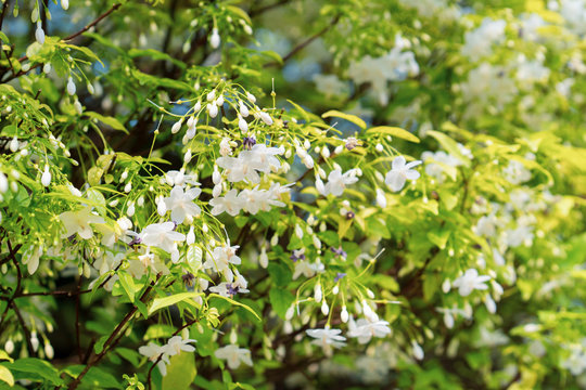 Wrightia religiosa Benth flowers close up background.