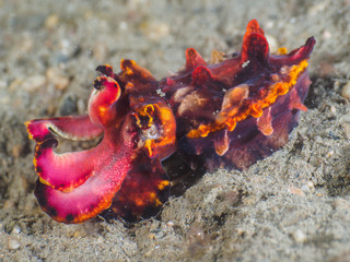 flamboyant cuttlefish in Dili, Timor Leste (East Timor)