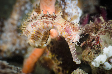 Thorny Seahorse in Dili, Timor Leste (East Timor)