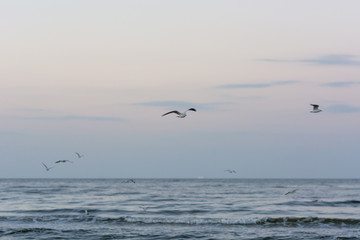Fototapeta na wymiar Seagull in the Sky V