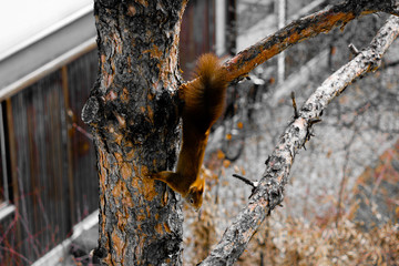 Squirrel on a tree