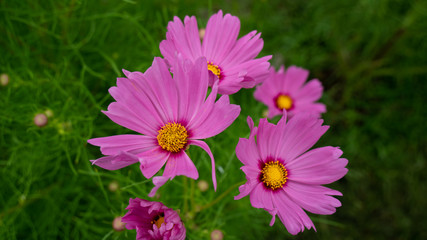 Beauty Cosmos flowers at the garden