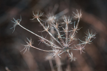 Bokeh Plants I