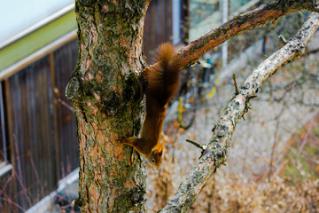 Squirrel on a tree