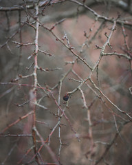 Bokeh Plants II
