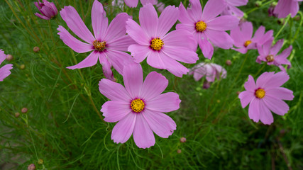 Beauty Cosmos flowers at the garden