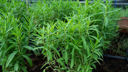 green leaves caraway in the garden