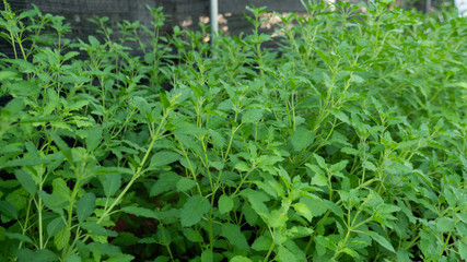 green leaves caraway in the garden