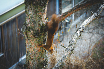 Squirrel on a tree