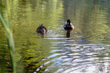 Duck and spleen swim in the lake