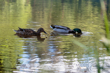 Duck and spleen swim in the lake