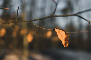 Dead leaf in the Tree II