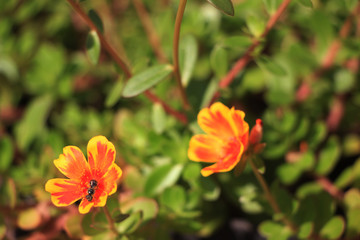 red flower in the garden