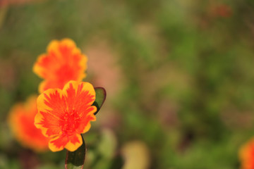 red flower in the garden