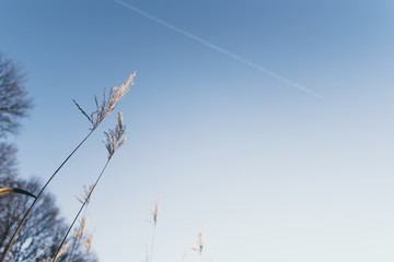 The Plant and the Sky