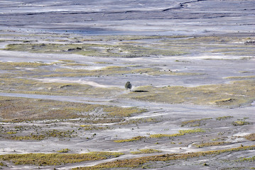 Lonely tree on the desert and whispering sand near bromo mountain at bromo tengger semeru national park - filed meadow , indonesia - Brown nature travel background 